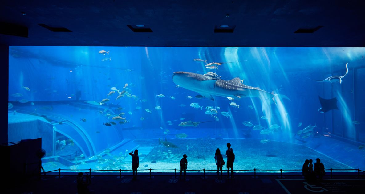 美ら海水族館